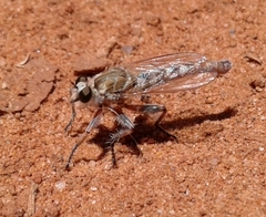 Proctacanthella