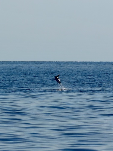 Broadbill Swordfish