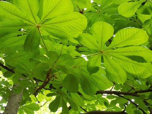 Aesculus hippocastanum