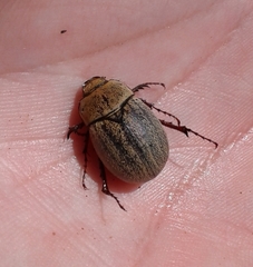 Phyllophaga lanceolata