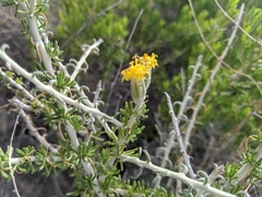 Tetradymia spinosa