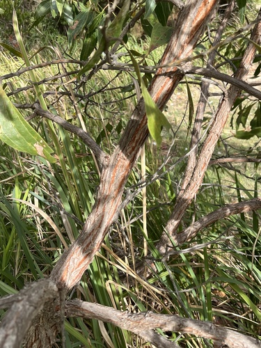 Acacia flavescens observed 2026-09-08