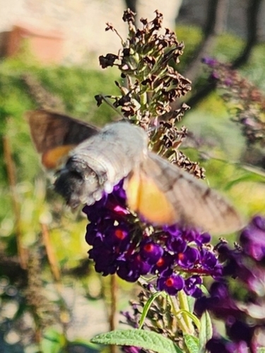Eurasian Hummingbird Hawkmoth