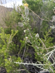 Tetradymia spinosa