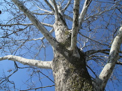 Platanus occidentalis