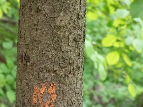 Aesculus hippocastanum