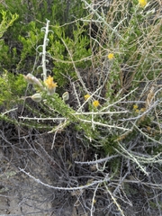 Tetradymia spinosa