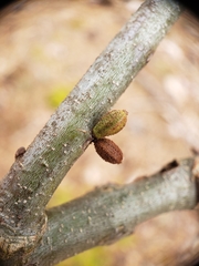 Callirhytis rugulosa