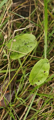 Rumex acetosa, photograph 2