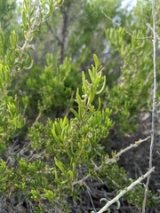 Tetradymia spinosa