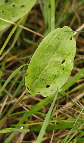 Rumex acetosa, photograph 3