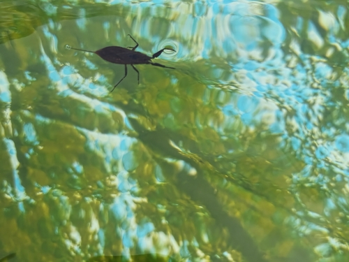 Eurasian Water Scorpion