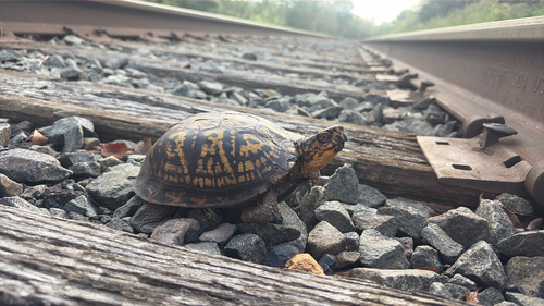 Eastern Box Turtle