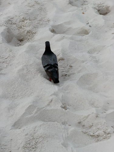 Feral Pigeon