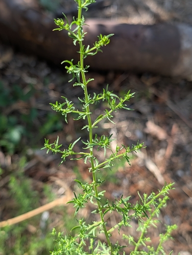 Artemisia annua, photograph 6