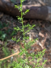 Artemisia annua, photograph author not stated, no rights reserved