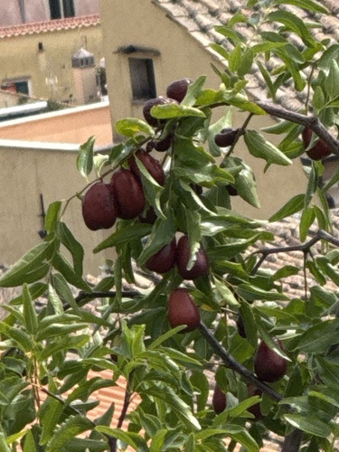 Jujube