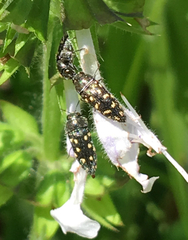 Acmaeodera tubulus