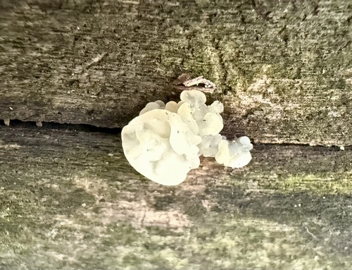 white jelly fungus