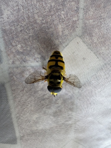 Yellow-haired Sun Fly