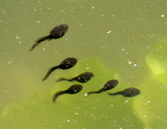 Common Toad photo 6