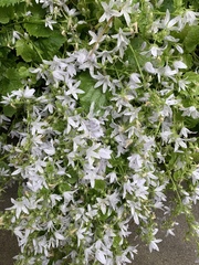 Campanula poscharskyana