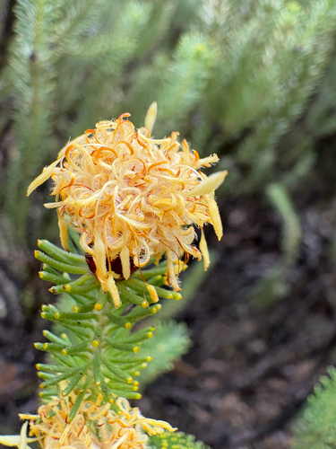 Petrophile ericifolia observed 2026-09-14