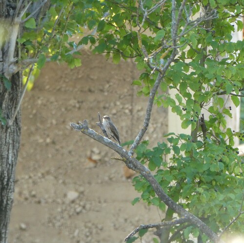 Spotted Flycatcher