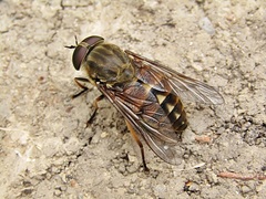 Tabanus bovinus