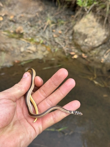 Dwarf Sand Snake