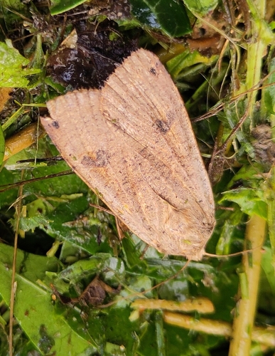 Large Yellow Underwing