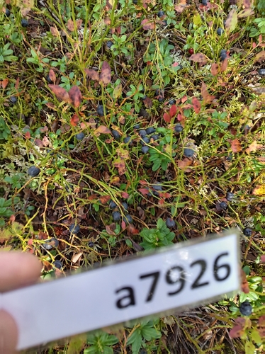 common bilberry