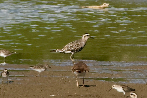 American Golden-Plover
