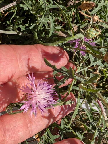 Centaurea aspera, photograph 5