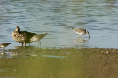 Stilt Sandpiper