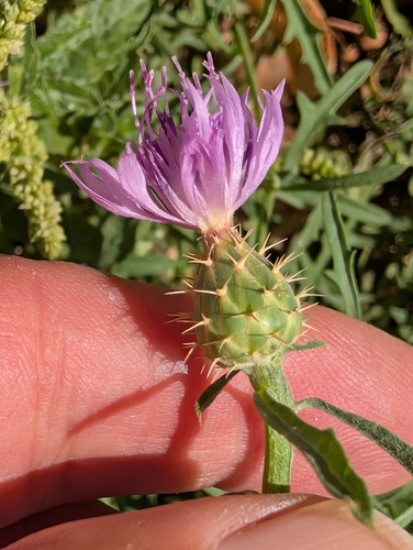 Centaurea aspera, photograph 6