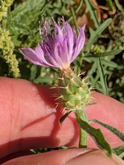 Centaurea aspera, photograph author not stated, no rights reserved