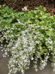 Campanula poscharskyana