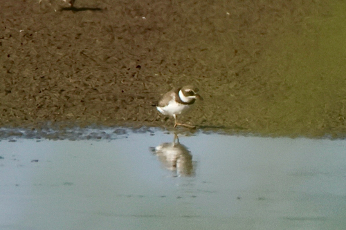 Semipalmated Plover