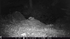 Bassariscus astutus flavus