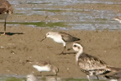 Semipalmated Sandpiper