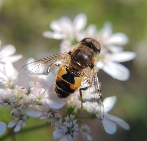 Eurasian Drone Fly