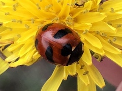 Coccinella monticola