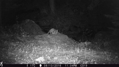 Bassariscus astutus flavus