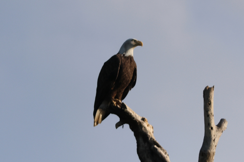 Bald Eagle