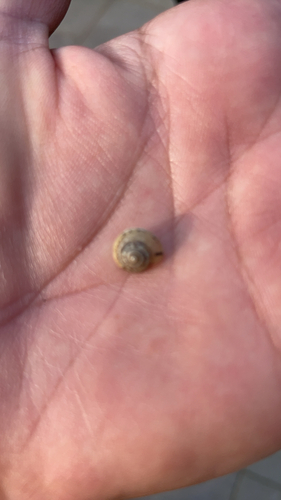 Girdled Snail