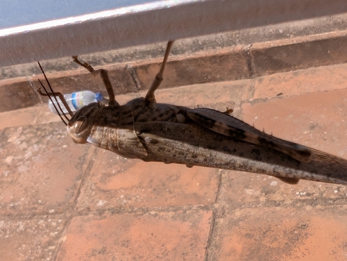 Egyptian Bird Grasshopper