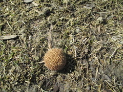 Platanus occidentalis