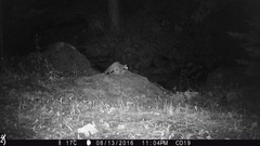 Bassariscus astutus flavus