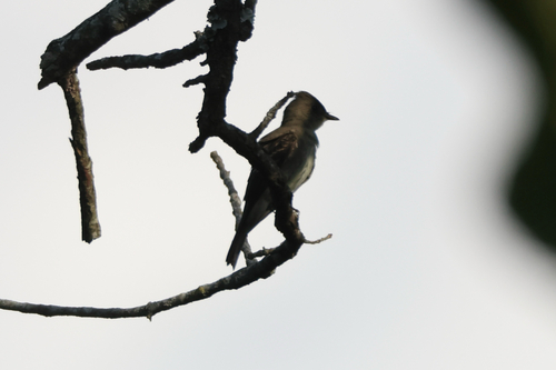 Eastern Wood-Pewee